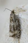 Celypha lacunana