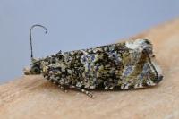 Celypha lacunana
