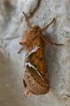 Triodia sylvina