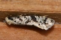 Nemapogon