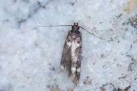 Caryocolum vicinellum
