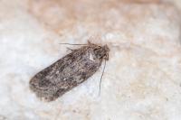 Depressaria incognitella