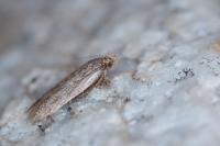 Bryotropha desertella