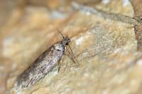 Depressaria incognitella