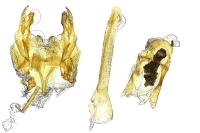Caryocolum vicinellum
