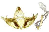 Depressaria incognitella