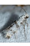Scythropia crataegella