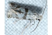 Scythropia crataegella