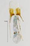 Scrobipalpa ocellatella