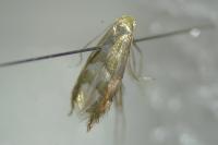Phyllonorycter salicicolella
