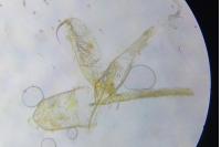 Phyllonorycter salicicolella