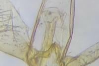 Phyllonorycter salicicolella