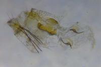 Mompha epilobiella