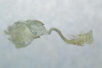 Caloptilia alchimiella