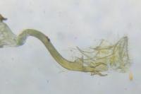 Caloptilia alchimiella