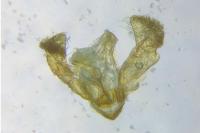 Grapholita janthinana
