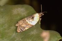 Acleris variegana