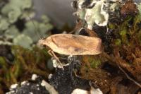 Agonopterix nervosa