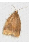 Archips rosana