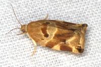 Archips xylosteana