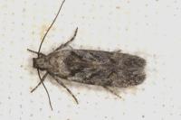 Carpatolechia decorella