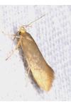 Crassa unitella