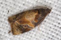 Ditula angustiorana