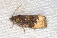 Hedya ochroleucana
