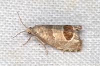 Notocelia uddmanniana