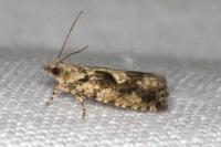 Zeiraphera isertana