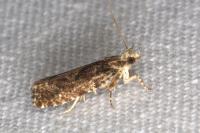 Zeiraphera isertana