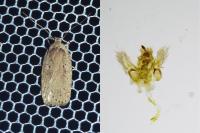 Agonopterix yeatiana