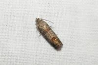 Cydia pomonella