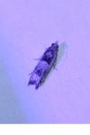 Crocidosema plebejana