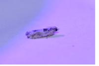 Crocidosema plebejana