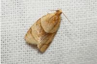 Clepsis rurinana