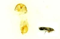 Etainia sericopeza