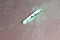 Ethmia bipunctella