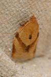 Clepsis consimilana