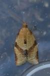 Clepsis consimilana