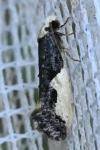 Monopis monachella