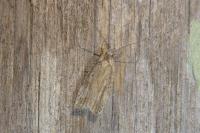 Agonopterix