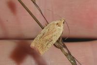 Agonopterix nervosa