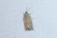 Bactra lancealana