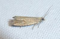 Bactra lancealana