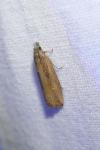 Bactra venosana