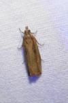 Bactra venosana