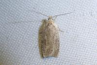 Agonopterix assimilella