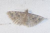Alucita hexadactyla