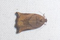 Archips podana
